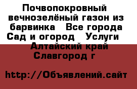 Почвопокровный, вечнозелёный газон из барвинка - Все города Сад и огород » Услуги   . Алтайский край,Славгород г.